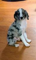 Memphis , a male Miniature American Shepherd for sale in Hamptonville, NC – 2 of 10