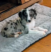 Memphis , a male Miniature American Shepherd for sale in Hamptonville, NC – 3 of 10