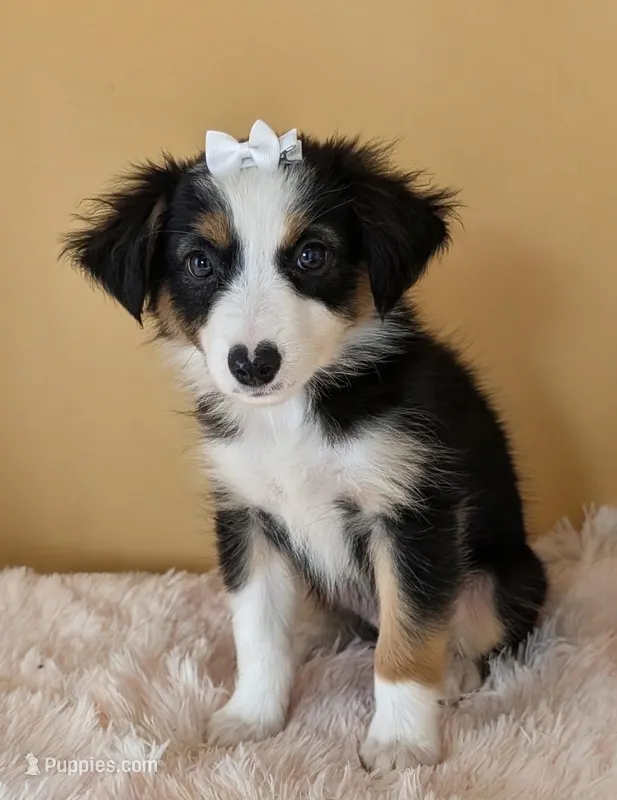 Macy – Australian Shepherd puppy for sale in Hamptonville, NC