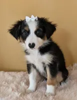 Macy, a female Australian Shepherd for sale in Hamptonville, NC – 1 of 4