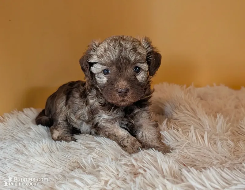 Quin – Miniature Aussiedoodle puppy for sale in Hamptonville, NC