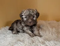 Quin, a female Miniature Aussiedoodle for sale in Hamptonville, NC – 3 of 4