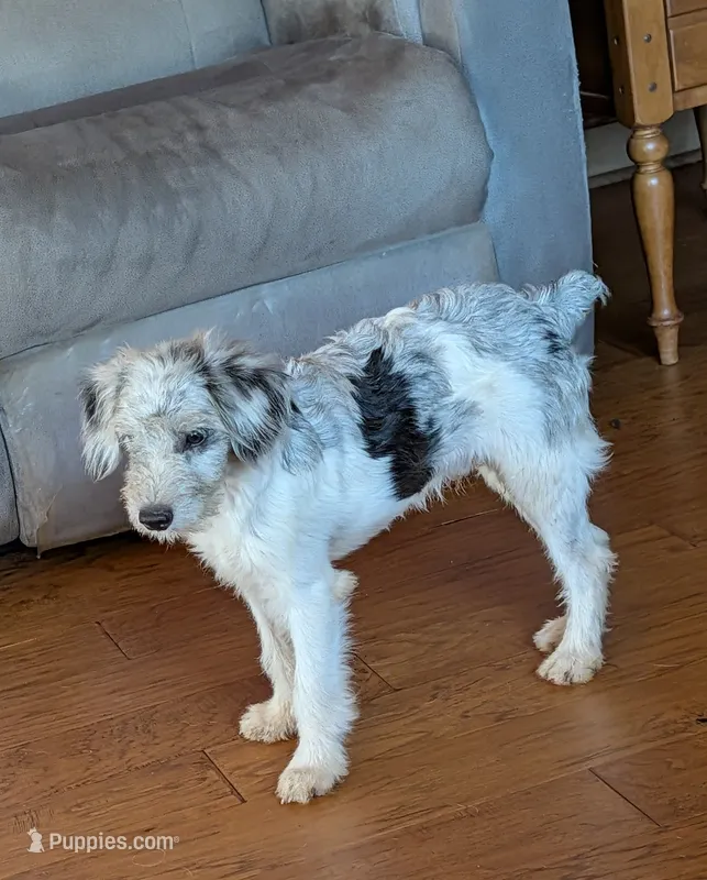 Nash – Poodle - Miniature , Miniature American Shepherd puppy for sale in Hamptonville, NC