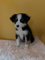 Macy, a female Australian Shepherd for sale in Hamptonville, NC – 3 of 4