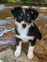 SGE, a female Australian Shepherd for sale in Hamptonville, NC – 2 of 2