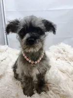 Darla, a female Aussiedoodle for sale in Hamptonville, NC – Photo 1 of 3