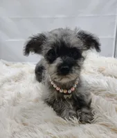 Darla, a female Aussiedoodle for sale in Hamptonville, NC – Photo 3 of 3