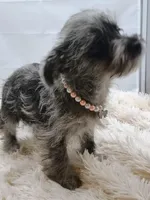 Darla, a female Aussiedoodle for sale in Hamptonville, NC – Photo 2 of 3