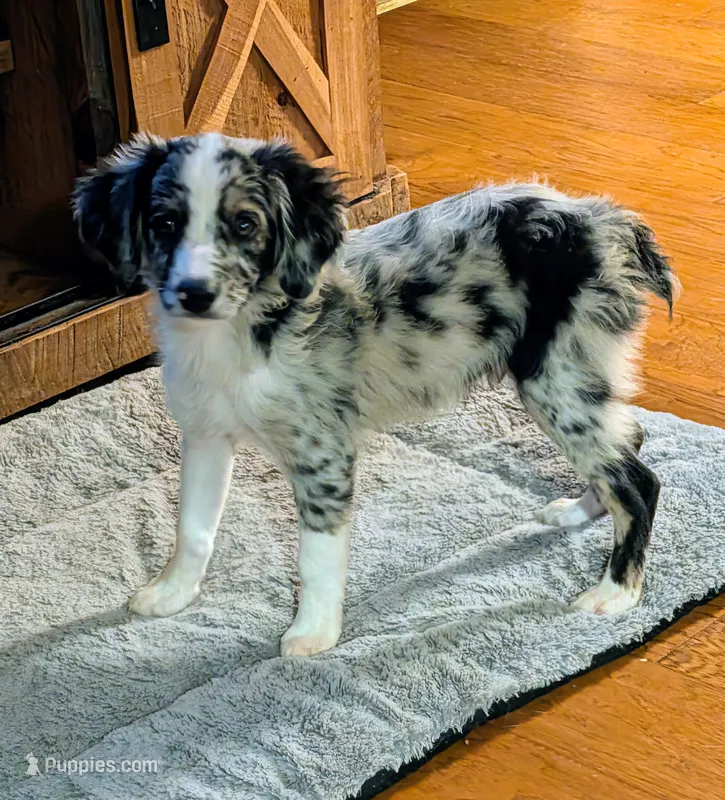 Memphis  – Miniature American Shepherd puppy for sale in Hamptonville, NC