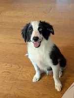 Coby, a male Australian Shepherd for sale in Hamptonville, NC – 1 of 4