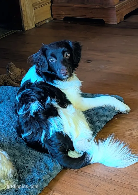 Zane – Aussiedoodle, Poodle - Miniature  puppy for sale in Hamptonville, NC