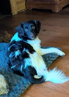 Zane, a male Aussiedoodle and Poodle - Miniature  for sale in Hamptonville, NC – 1 of 8