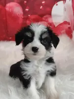 Stymie, a male Australian Shepherd and Miniature Australian Shepherd for sale in Hamptonville, NC – Photo 1 of 3