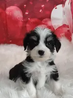 Stymie, a male Australian Shepherd and Miniature Australian Shepherd for sale in Hamptonville, NC – Photo 2 of 3