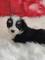 Stymie, a male Australian Shepherd and Miniature Australian Shepherd for sale in Hamptonville, NC – Photo 3 of 3