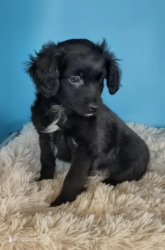 Carrie Ann – Australian Shepherd puppy for sale in Hamptonville, NC