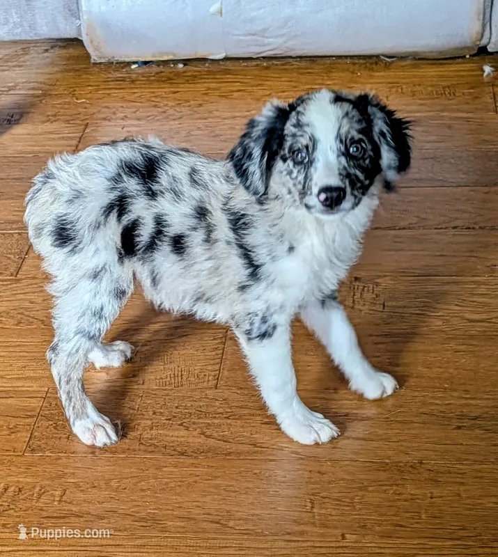 Memphis  – Miniature American Shepherd puppy for sale in Hamptonville, NC