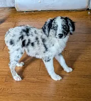 Memphis , a male Miniature American Shepherd for sale in Hamptonville, NC – 1 of 6