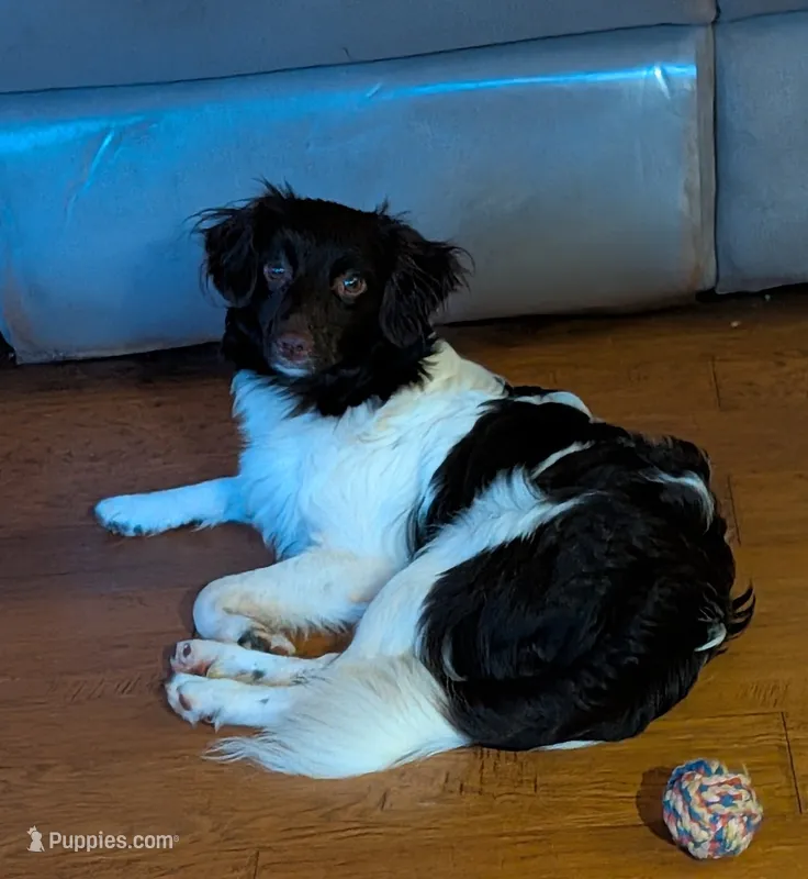 Zane – Aussiedoodle, Poodle - Miniature  puppy for sale in Hamptonville, NC