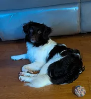 Zane, a male Aussiedoodle and Poodle - Miniature  for sale in Hamptonville, NC – 3 of 8