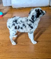 Memphis , a male Miniature American Shepherd for sale in Hamptonville, NC – 3 of 6