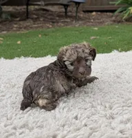 Quin, a female Miniature Aussiedoodle for sale in Hamptonville, NC – 2 of 4