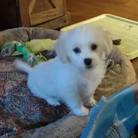 Jingle, a male Maltipoo for sale in Hamptonville, NC – Photo 1 of 3