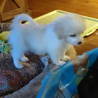 Jingle, a male Maltipoo for sale in Hamptonville, NC – Photo 2 of 3