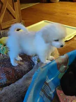 Jingle, a male Maltipoo for sale in Hamptonville, NC – Photo 2 of 3