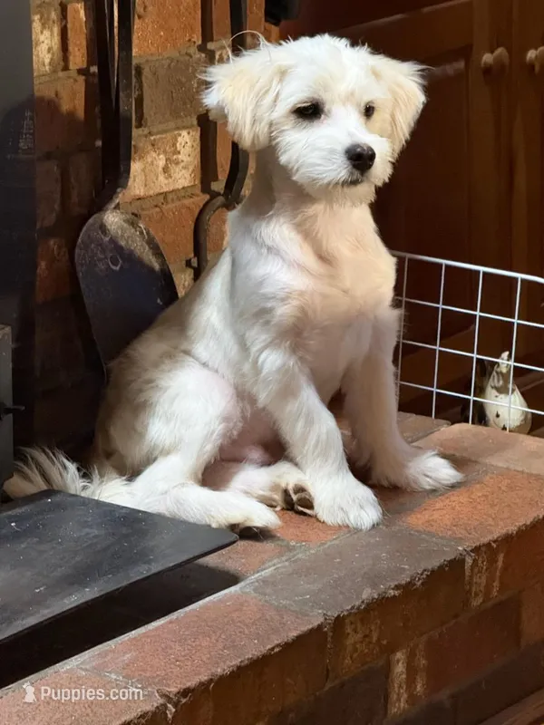 Jingle – Maltipoo puppy for sale in Hamptonville, NC