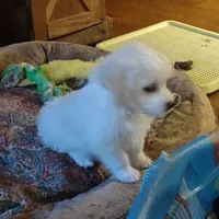Jingle, a male Maltipoo for sale in Hamptonville, NC – Photo 3 of 3