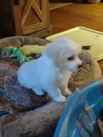 Jingle, a male Maltipoo for sale in Hamptonville, NC – Photo 3 of 3