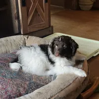 Zane, a male Aussiedoodle and Poodle - Miniature  for sale in Hamptonville, NC – Photo 4 of 5