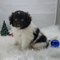 Zane, a male Aussiedoodle and Poodle - Miniature  for sale in Hamptonville, NC – Photo 5 of 5