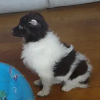 Zane, a male Aussiedoodle and Poodle - Miniature  for sale in Hamptonville, NC – Photo 2 of 5