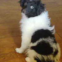 Zane, a male Aussiedoodle and Poodle - Miniature  for sale in Hamptonville, NC – Photo 1 of 5