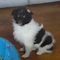 Zane, a male Aussiedoodle and Poodle - Miniature  for sale in Hamptonville, NC – Photo 3 of 5