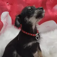 willow, a female Miniature Schnauzer for sale in Hamptonville, NC – Photo 2 of 3