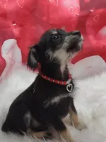 willow, a female Miniature Schnauzer for sale in Hamptonville, NC – Photo 2 of 3