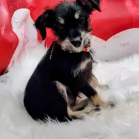 willow, a female Miniature Schnauzer for sale in Hamptonville, NC – Photo 3 of 3