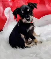 willow, a female Miniature Schnauzer for sale in Hamptonville, NC – Photo 3 of 3