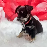 willow, a female Miniature Schnauzer for sale in Hamptonville, NC – Photo 1 of 3