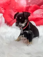 willow, a female Miniature Schnauzer for sale in Hamptonville, NC – Photo 1 of 3