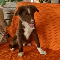 Harry, a male Miniature Australian Shepherd for sale in Hamptonville, NC – Photo 4 of 4