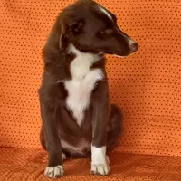 Harry, a male Miniature Australian Shepherd for sale in Hamptonville, NC – Photo 3 of 4