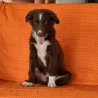 Harry, a male Miniature Australian Shepherd for sale in Hamptonville, NC – Photo 1 of 4