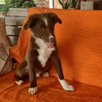 Harry, a male Miniature Australian Shepherd for sale in Hamptonville, NC – Photo 2 of 4