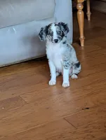Memphis , a male Miniature American Shepherd for sale in Hamptonville, NC – 5 of 6