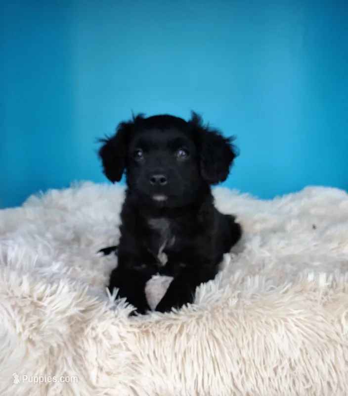 Mutt – Australian Shepherd puppy for sale in Hamptonville, NC