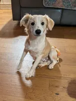Spanky, a male Miniature Australian Shepherd for sale in Hamptonville, NC – 2 of 5